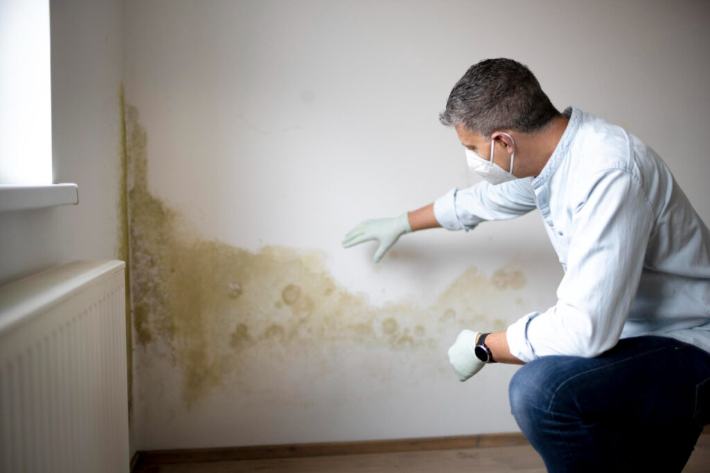mold damage remediation